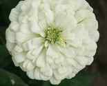50 Seeds Giant White Zinnia Purity Flower - $9.67