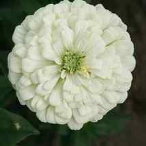 50 Seeds Giant White Zinnia Purity Flower - $9.67