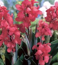 Crimson Beauty Hot Pink Red Canna Lily Tall Tropical Flower Plants &amp; Bulbs - £23.89 GBP+