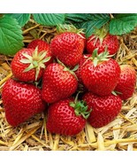 10 Organic Honeoye Strawberry Plants Incredibly Sweet Berry Non GMO Bare... - €22,04 EUR
