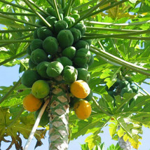 Garden Store 25 Hawaiian Sunset Papaya Seeds FROM USA Fast Shipping - £7.33 GBP