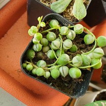 Variegated String of Pearls Plant, 2 inch succulent live plant image 3