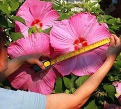 Worldwide Shipping 100Pcs Giant Hibiscus Flower Seeds Rose Pink Flowers - $13.82