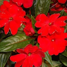 USA SELLER Mpb#4 Impatiens Seeds 25 New Guinea Florific Red - £15.39 GBP