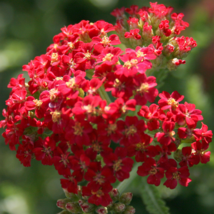  500  Seeds Red Yarrow Seeds   Non-GMO - £7.94 GBP