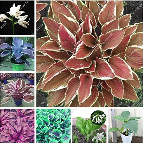 Exotic Hosta Plant Seed Four Seasons Flower Perennial Mixed Plantain Lily Flower - £3.08 GBP