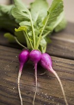 200 Purple Plum Radish Seeds Open Pollinated Non Gmo Organic - $6.00
