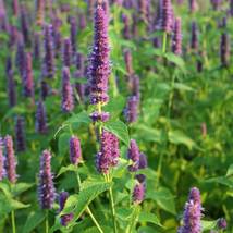 US Seller 50 Anise Hyssop Seeds - Herb Seeds - Non GMO - USA Grown - $7.98