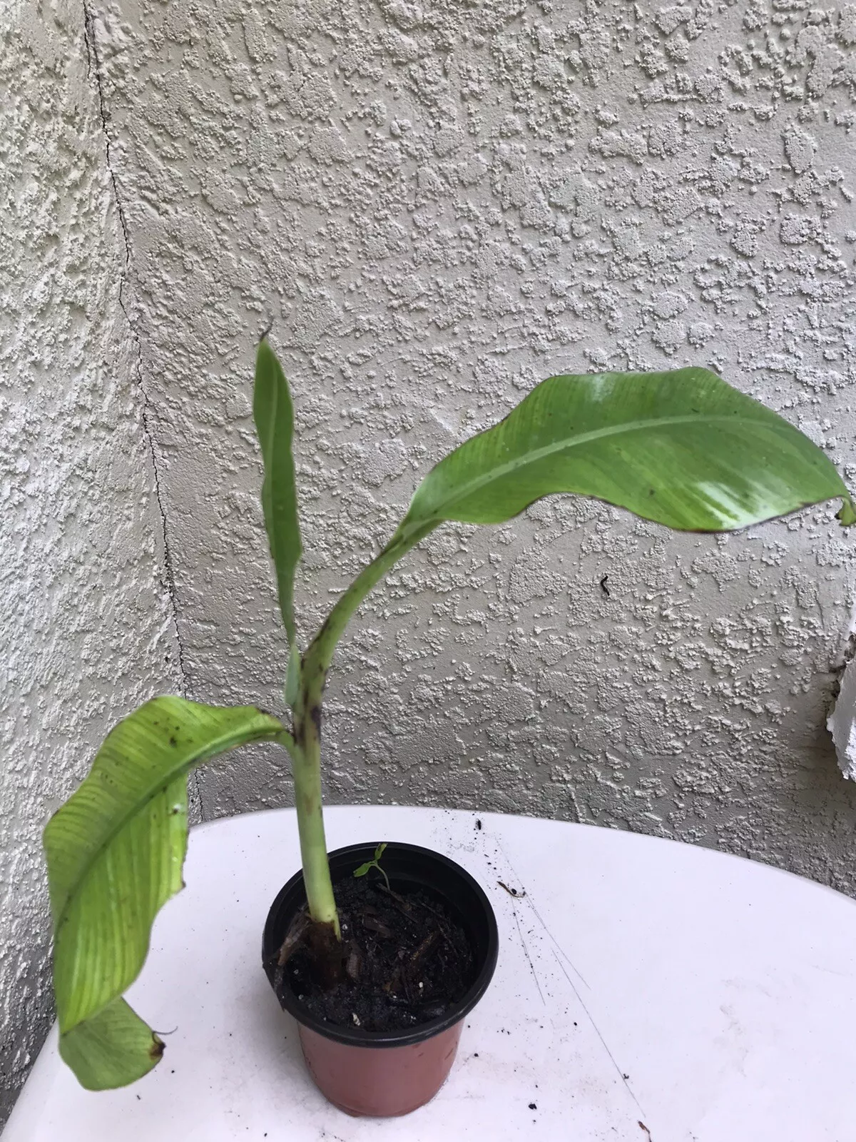 Organic baby bananas-tropical fruit Tree /GROWS QUICK IN FULL SUNLIGHT - $31.18