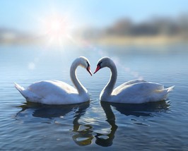Swans In Love Canvas Print, Wild Animal Canvas Wall Art, Stretched - £47.10 GBP