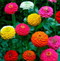 100 Cut And Come Again Zinnia Seeds Flowers Butterflies Hummingbirds Gar... - $3.76