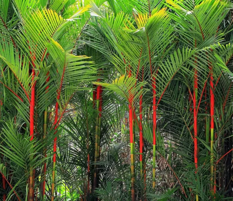 5 Lipstick Palm Seeds Great Indoor Plant - £11.32 GBP
