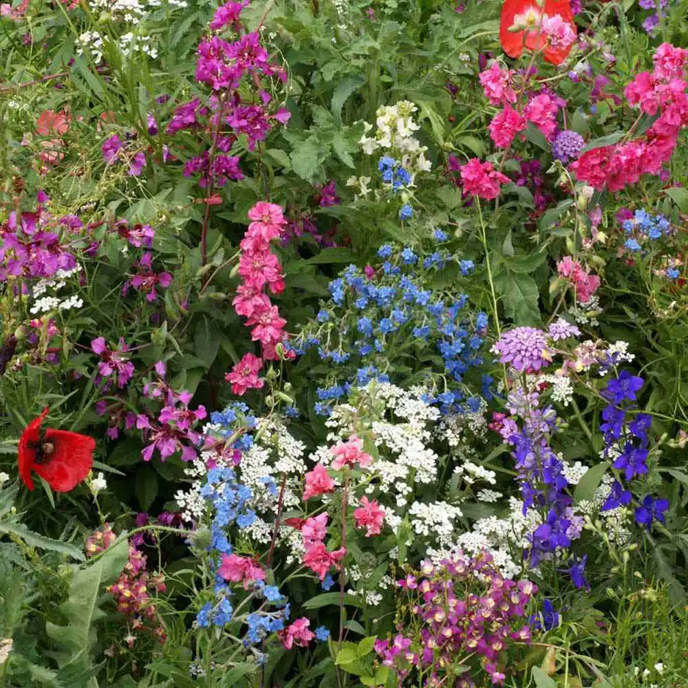 Partial Shade Wildflower Mix Seeds 200 Colorful Mixture 13 Species Fresh Seeds - £7.07 GBP