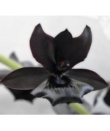 Monnierara Millennium Magic ‘Witchcraft’ - Black Orchid Blooming Size (3.5” Pot) - $45.00