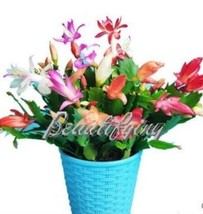 200PCS Rainbow Zygocactus Truncatus Seeds - $5.78