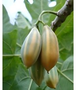 coach papaya wristlet seed Oak Leaved Carica for Garden Planting - $7.99