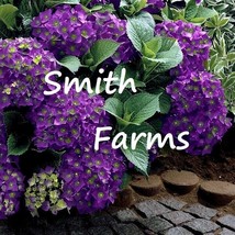 SL 25+ Seeds Deep Purple Hydrangeas Flower Plant Garden Plants - £3.38 GBP