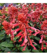 FA Store 50 Skyscraper Orange Salvia Seeds Flower Seed - £8.45 GBP