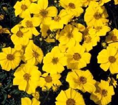 25 Seeds Bidens Gold Coins Annual Seeds - £19.13 GBP