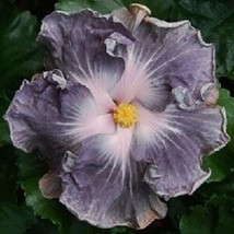 HGBO 20 Seeds Silver White Hibiscus Seeds Flowers Flower Seed Perennial Bloom 36 - £6.86 GBP