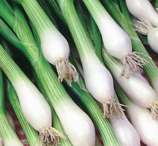 Onion White Lisbon Green Bunching Scallion 370 Seeds - £3.91 GBP