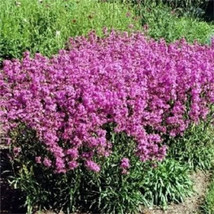 1000 Tall Catchfly (Campion / None So Pretty) Silene Armeria Pink Flower Seeds - $20.85