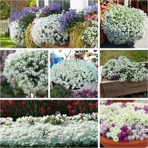 1000 Seeds Flowers Groundcover Drought Tolerant Wildflower T - £5.24 GBP