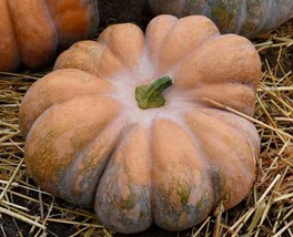 Fairy Tale Pumpkin Seeds Musque de Provence NON-GMO Heirloom  - £2.40 GBP