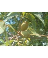 1 Live Pecan Tree Seedlings- Live Rooted- 1 Year Old Plants- Ready To Plant - £20.98 GBP