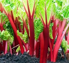 Free Shipping 100 Swiss Chard Rhubarb Seeds Non-GMO Heirloom Fresh Garden - £12.75 GBP