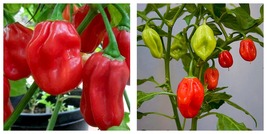 Red Habanero Pepper 60 Seeds Fresh Garden - £15.94 GBP