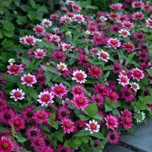 100+ Profusion Cherry Bicolor Zinnia Seeds - $9.00