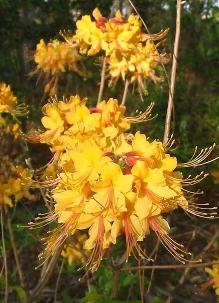 Escatawpa aromi azalea rhododendron deciduous starter potential thumb200