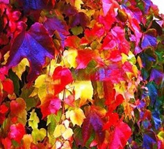 Worldwide Shipping 100Pcs/Pack Boston Ivy Seeds Garden Climbing Creeper Plants O - $13.82