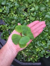 (16) Water Lettuce Koi Pond Floating Plants Rid Algae Medium Small 2-4” ... - £29.21 GBP