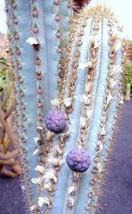 USA Store 20 Seeds Store Pilosocereus Azulensis Blue Color Columnar Cacti Cactus - £11.77 GBP