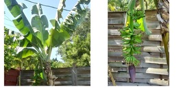 Musa - Dwarf Cavendish - 8-12&quot; Banana Tree - Live Plant - £29.72 GBP
