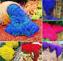 100 pcs Mixed Creeping Thyme Seeds Mixed 6 Colors FRESH SEEDS - £7.69 GBP