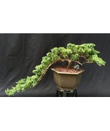 Juniper Bonsai Tree - Cascade Style  (juniper procumbens nana)  - $1,300.00