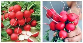 500 Seeds Radish Cherry Belle Popular Root Vegetable - £19.97 GBP