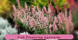 Healthy Growth 30+ Pink Flowering Agastache Seeds Herb Seeds And Flower ... - $39.47 MXN