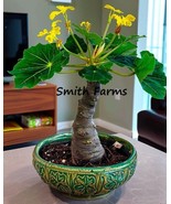 3 Seeds Dwarf Hawaiian Palm Tree Plant Flowers Brighamia insignis - $6.90