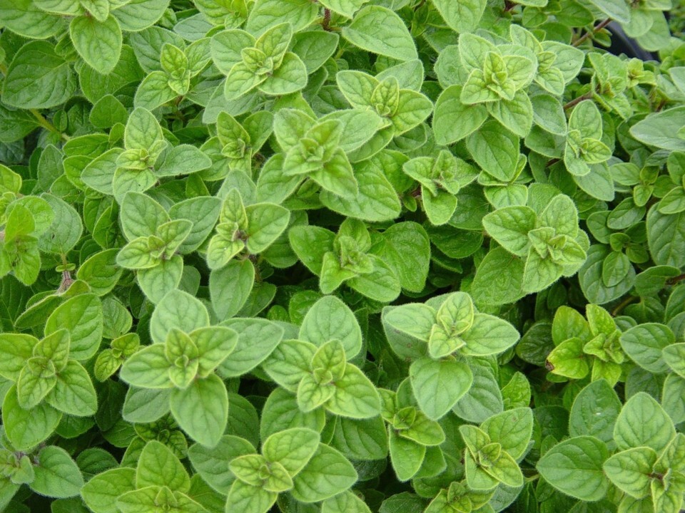 Greek Oregano, Winter Marjoram, Herb, NON-GMO, Variety Sizes, FREE SHIPPING - $1.67+