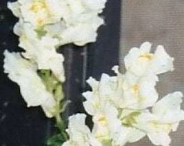 USA Seller 250 White Snowflake Snapdragon Antirrhinum Majus Flower Seeds Fresh S - £11.38 GBP