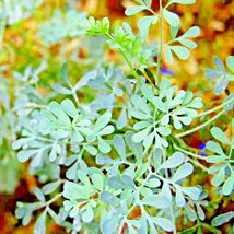 seeds rue 300 insect pest repellent spring heirloom herbs flea medicinal - $6.78