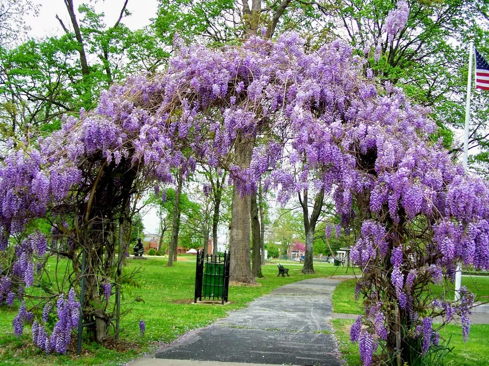 Amethyst Falls Wisteria Vine - Live Plant-  1 QT  - $46.73