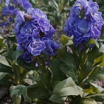 HS Stock Matthiola Incana Blue  50 Seeds  - £4.74 GBP