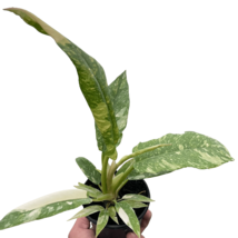 Philodendron Ring of Fire-4" Pot - $122.99