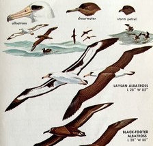 Albatross Seabirds Birds Varieties And Types 1966 Color Art Print Nature... - $19.99