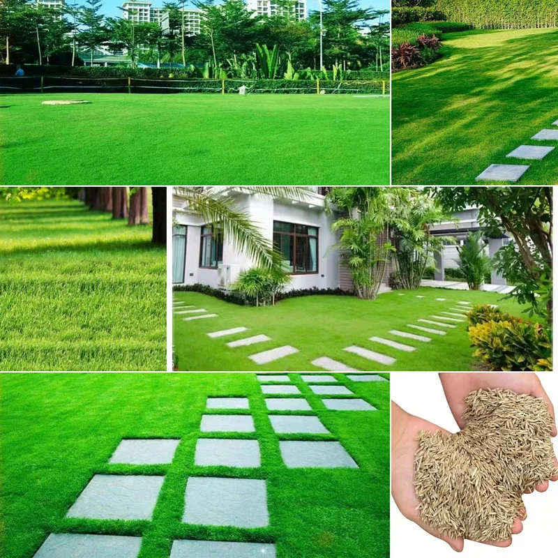 Maintenance Drought And Coldresistant Lowgrowing Lawn Seeds SEEDS - £15.05 GBP